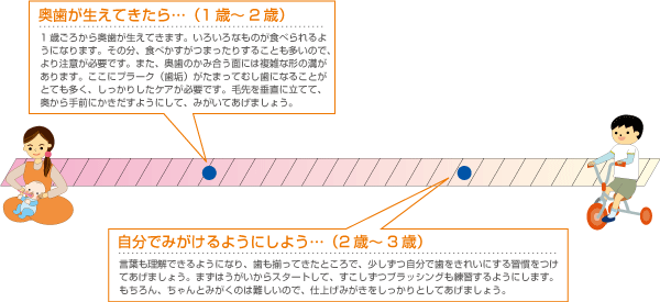 歯の推移